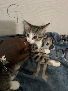 Shelter Stray Female Cat last seen , 4710 TX-151, San Antonio, TX 78227, USA