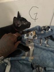 Shelter Stray Female Cat last seen , 4710 TX-151, San Antonio, TX 78227, USA