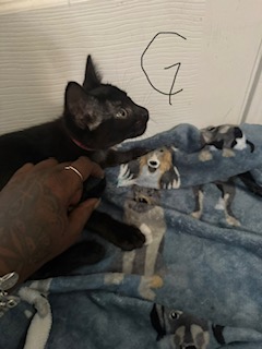 Shelter Stray Female Cat last seen , 4710 TX-151, San Antonio, TX 78227, USA