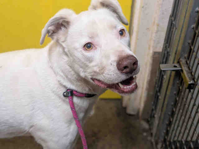 Shelter Stray Male Dog last seen , 5821 Sweetwater Rd, Bonita, CA 91902, USA