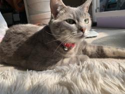 Lost Female Cat last seen Lee hwy and Morrisons way near lowes, Fairfax, VA 22030