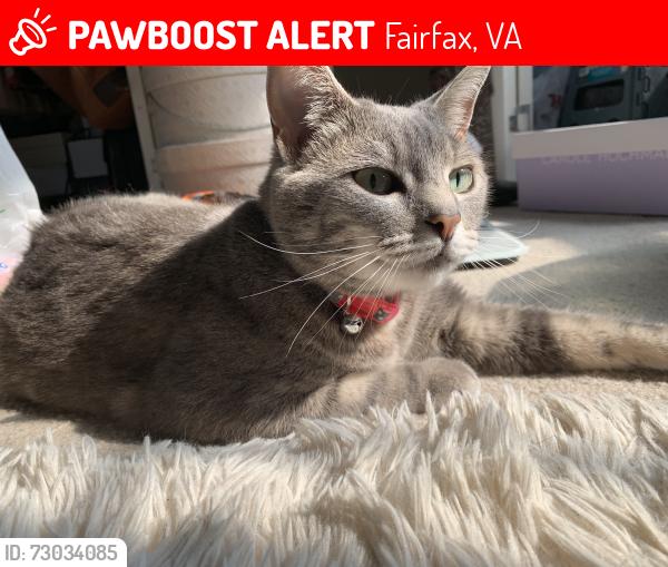 Lost Female Cat last seen Lee hwy and Morrisons way near lowes, Fairfax, VA 22030