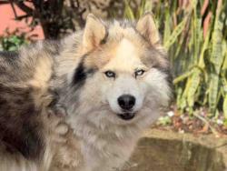 Shelter Stray Male Dog last seen , 5821 Sweetwater Rd, Bonita, CA 91902, USA