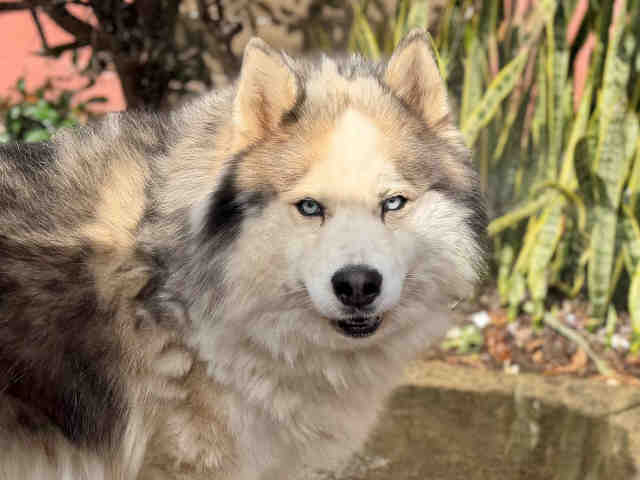 Shelter Stray Male Dog last seen , 5821 Sweetwater Rd, Bonita, CA 91902, USA
