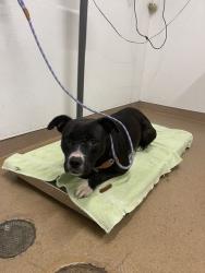Shelter Stray Female Dog last seen HAYWARD, 16 Barnes Ct, Hayward, CA 94544, USA