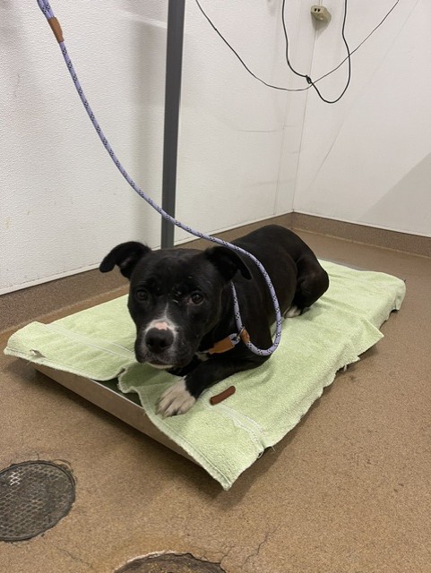 Shelter Stray Female Dog last seen HAYWARD, 16 Barnes Ct, Hayward, CA 94544, USA