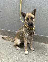 Shelter Stray Female Dog last seen Near BLOCK N GATEWAY RD, LAS VEGAS NV 89115, 655 N Mojave Rd, Las Vegas, NV 89101, USA