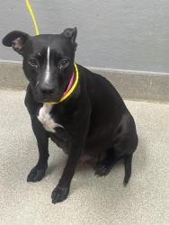 Shelter Stray Female Dog last seen Near BLOCK N DECATUR BLVD, LAS VEGAS NV 89107, 655 N Mojave Rd, Las Vegas, NV 89101, USA