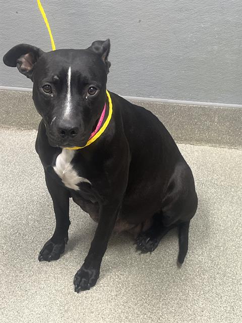 Shelter Stray Female Dog last seen Near BLOCK N DECATUR BLVD, LAS VEGAS NV 89107, 655 N Mojave Rd, Las Vegas, NV 89101, USA