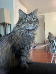 Reunited Female Cat last seen Near Mountain Ash Way, Gaithersburg, MD 20879, USA, Gaithersburg, MD 20879