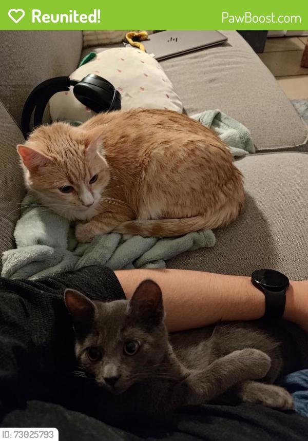 Reunited Female Cat last seen Near E Asbury Dr , Aurora, CO 80014