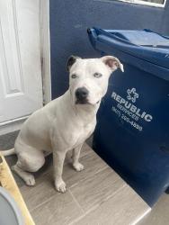 Reunited Female Dog last seen Arlington, between obama & 39th st, Los Angeles, CA 90062