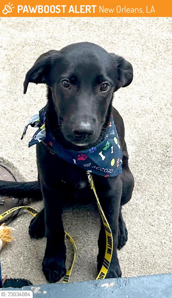 Found/Stray Male Dog last seen Chartres and Desire , New Orleans, LA 70117
