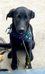 Found/Stray Male Dog last seen Chartres and Desire , New Orleans, LA 70117