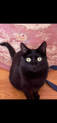 Reunited Female Cat last seen Granada st off cypress by loquat , Los Angeles, CA 90065