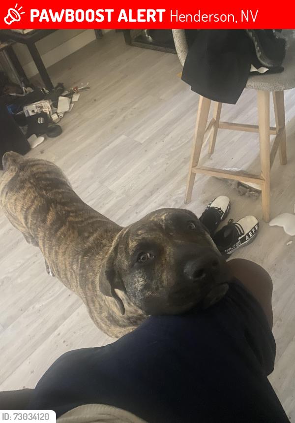 Lost Female Dog last seen Cadence area / boulder hey , Henderson, NV 89011