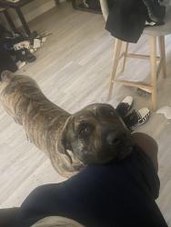 Lost Female Dog last seen Cadence area / boulder hey , Henderson, NV 89011