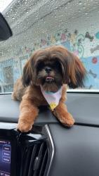 Lost Male Dog last seen Old stone fort , Coffee County, TN 37355