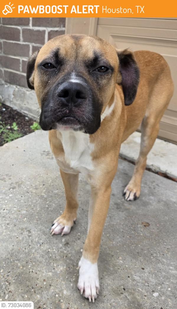 Found/Stray Male Dog last seen Goodnight st, Houston, TX 77060