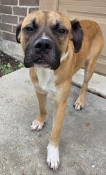 Found/Stray Male Dog last seen Goodnight st, Houston, TX 77060