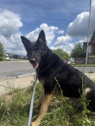 Found/Stray Male Dog last seen St Mary’s school, Altoona, PA 16602
