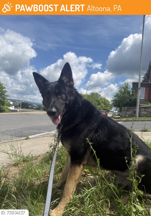 Found/Stray Male Dog last seen St Mary’s school, Altoona, PA 16602