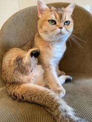 Lost Female Cat last seen West Edmonton Mall, Aldegrove Scholl, Edmonton, AB T5T 2B2