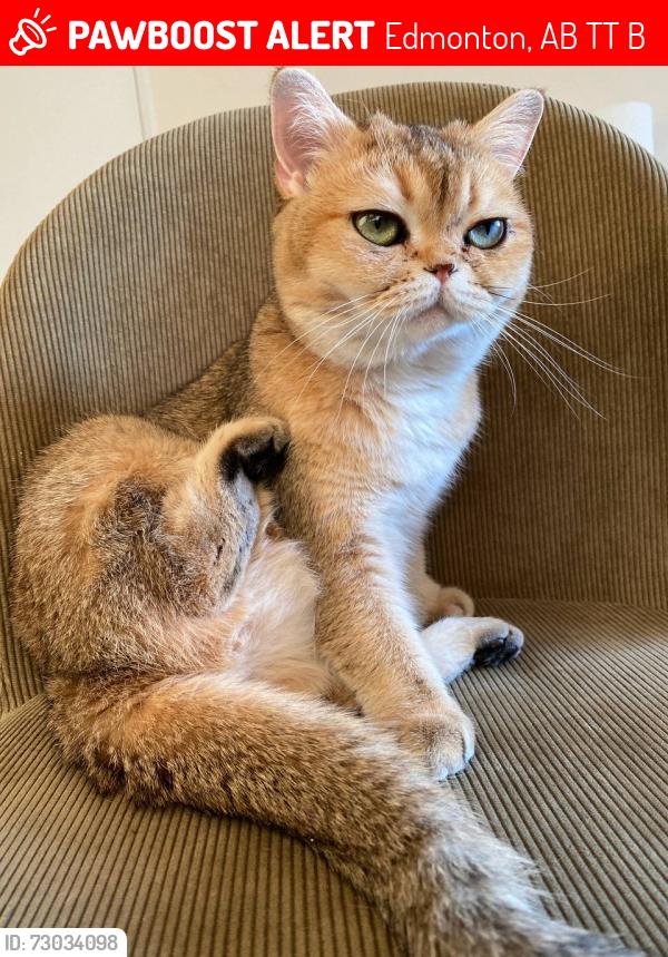 Lost Female Cat last seen West Edmonton Mall, Aldegrove Scholl, Edmonton, AB T5T 2B2