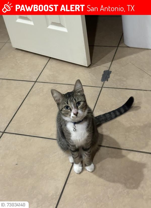 Lost Male Cat last seen Cinco Rios in Monte Viejo , San Antonio, TX 78223