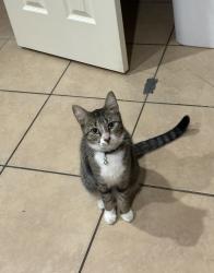 Lost Male Cat last seen Cinco Rios in Monte Viejo , San Antonio, TX 78223