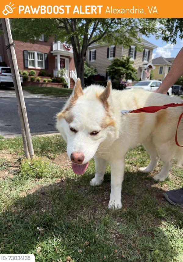 Found/Stray Male Dog last seen Russell and Commonwealth , Alexandria, VA 22301