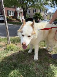 Found/Stray Male Dog last seen Russell and Commonwealth , Alexandria, VA 22301
