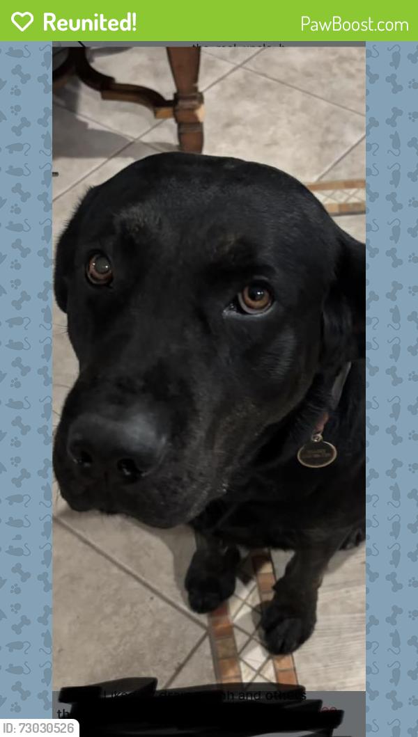 Reunited Male Dog last seen Dolores and 220th, Carson, CA 90745