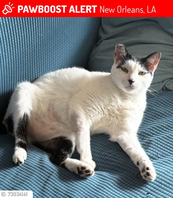 Lost Male Cat last seen Frankfort St and Pratt Dr, New Orleans, LA 70122