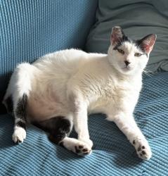 Lost Male Cat last seen Frankfort St and Pratt Dr, New Orleans, LA 70122