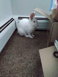 Found/Stray Unknown Rabbit last seen Near State Rd, At Westcreek apmts., Parma, OH 44134