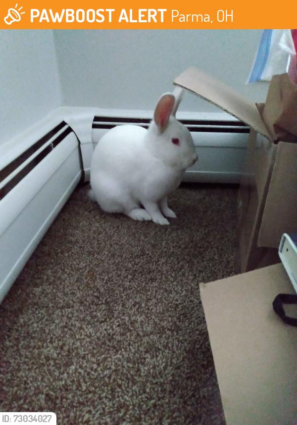 Found/Stray Unknown Rabbit last seen Near State Rd, At Westcreek apmts., Parma, OH 44134