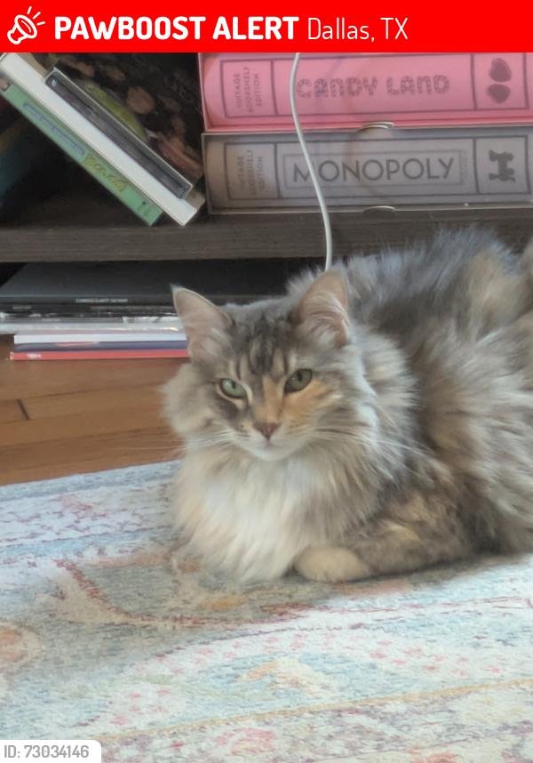 Lost Female Cat last seen Oram St, Lower Greenville, Dallas, Dallas, TX 75214