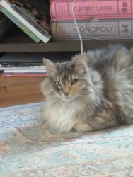 Lost Female Cat last seen Oram St, Lower Greenville, Dallas, Dallas, TX 75214