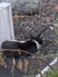 Found/Stray Unknown Cat last seen Baywood and Moorpark, San Jose, CA 95128
