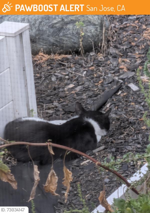 Found/Stray Unknown Cat last seen Baywood and Moorpark, San Jose, CA 95128