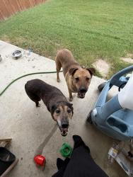 Found/Stray Unknown Dog last seen Brownstone Dr , Burleson, TX 76028