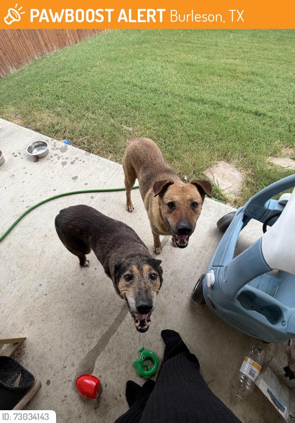 Found/Stray Unknown Dog last seen Brownstone Dr , Burleson, TX 76028