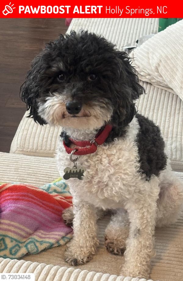 Lost Male Dog last seen Running down Carl parkway towards fuquay, Holly Springs, NC 27540