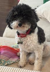 Lost Male Dog last seen Running down Carl parkway towards fuquay, Holly Springs, NC 27540