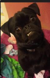 Reunited Male Dog last seen La mesa, Victorville, CA 92392
