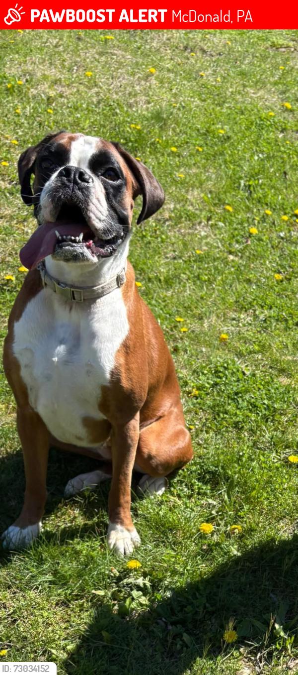 Lost Female Dog last seen Main Street of McDonald , McDonald, PA 15057