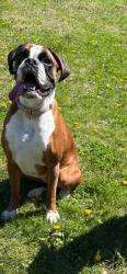 Lost Female Dog last seen Main Street of McDonald , McDonald, PA 15057