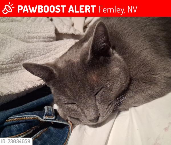 Lost Female Cat last seen Canal, Fernley, NV 89408