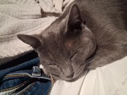 Lost Female Cat last seen Canal, Fernley, NV 89408